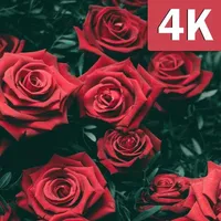 Flowers and Roses Wallpapers F icon