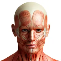 Human Anatomy Pro 2024 icon