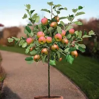 idea of a Fruit plant in a Pot icon