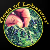 Gem Of Lebanon - Olive Oil icon