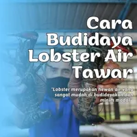 Cara Bisnis Lobster Air Tawar icon