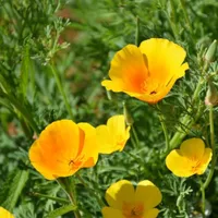 California Native Plants icon