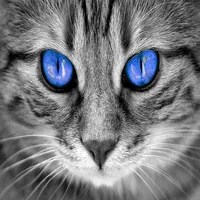 Fotos de Gatos icon