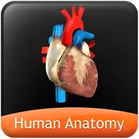 HumanAnatomy-Circulatory icon