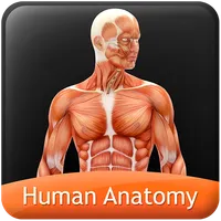 HumanAnatomy-MuscularSystem icon