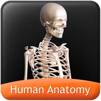 HumanAnatomy-SkeletalSystem icon