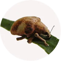 P-FOR INIA icon