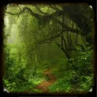 Forest Wallpapaer Hutan 4K icon