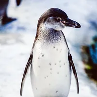 Sounds penguin icon