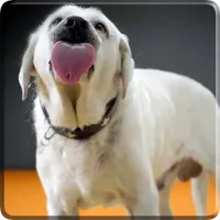 Dog Licks Screen 4K Wallpaper icon