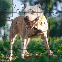 Pitbull dogs jigsaw puzzles icon