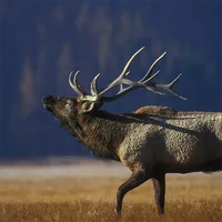 Elk Calls icon