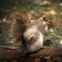 Squirrel Calls icon