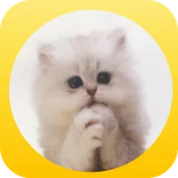 Please Cat - lol cat icon