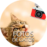 Fotos de gatos icon