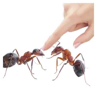 Matar Hormigas icon