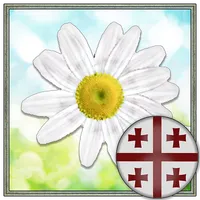 გვირილა icon