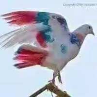Kashmir news icon