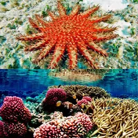 The beauty of coral reefs icon
