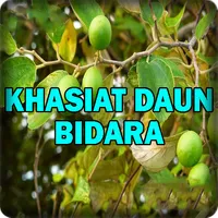 Khasiat Daun Bidara Yang Dahsy icon