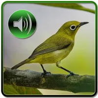 Kicau Master Pleci icon