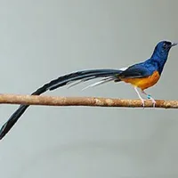 Kicau Burung Murai Batu Mp3 icon