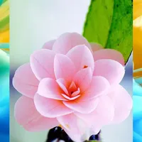 Flower Bunga Wallpaper icon