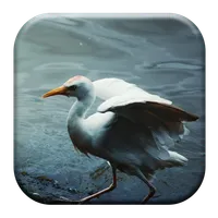 Crane Bird Sounds icon