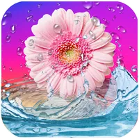 Daisies Live Wallpaper icon