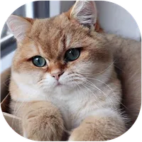 Fond d'écran chat 4K icon