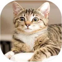 fond d'écran chat mignon icon