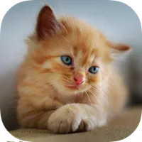 Kitten Wallpapers icon