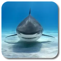 Shark Live Wallpaper icon