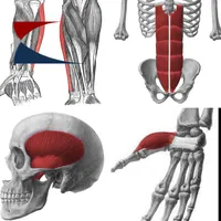 159 Human Muscles Challenge icon
