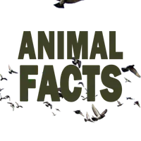 Animal Facts icon