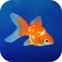 Goldfish 3D Relaxing Aquarium icon