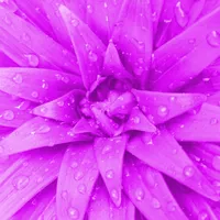 My Calendar - Period Tracker icon