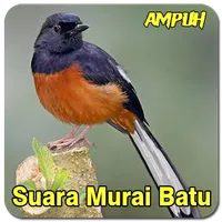 Suara Murai Batu Medan Pikat icon