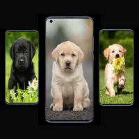 Labrador Wallpapers icon