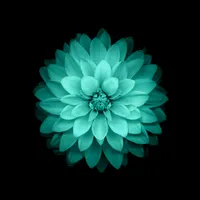 Galaxy Flowers Live Wallpaper icon