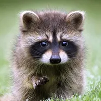 Talking Raccoon icon