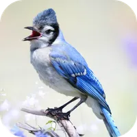 Blue Jay Sounds icon