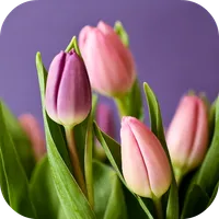 Tulip Wallpapers icon