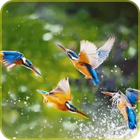 Imágenes de Naturaleza icon