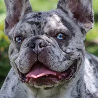 french bulldog wallpaper icon