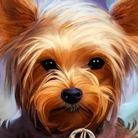 yorkie wallpaper icon