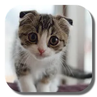 Scottish Fold Cat LWP icon