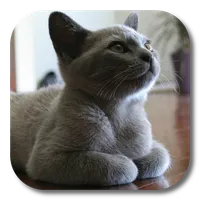 British Shorthair LWP icon