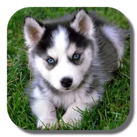 Husky Live Wallpaper icon