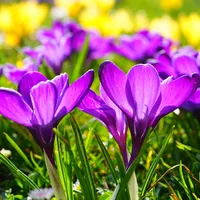 Beautiful Spring Flowers Live  icon